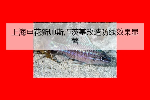 shang-hai-shen-hua-xin-shuai-si-lu-ci-ji-gai-zao-fang-xian-xiao-guo-xian-zhu-3-273.jpg